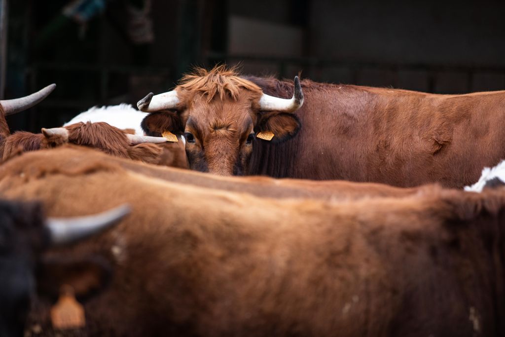 La vaca pajuna de Granada, una de las más valoradas a nivel nacional3